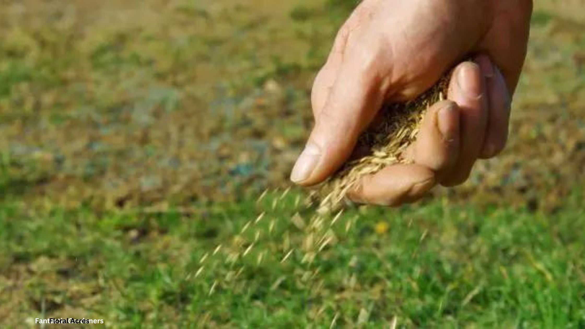 Companion Planting