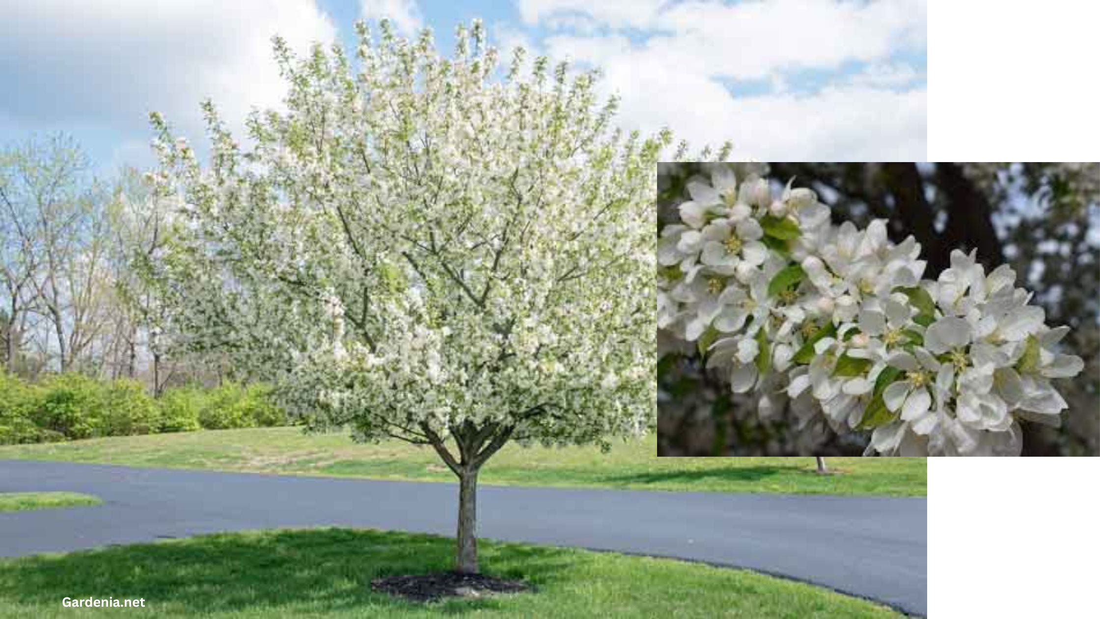 Malus Spring Snow Ornamental Crab