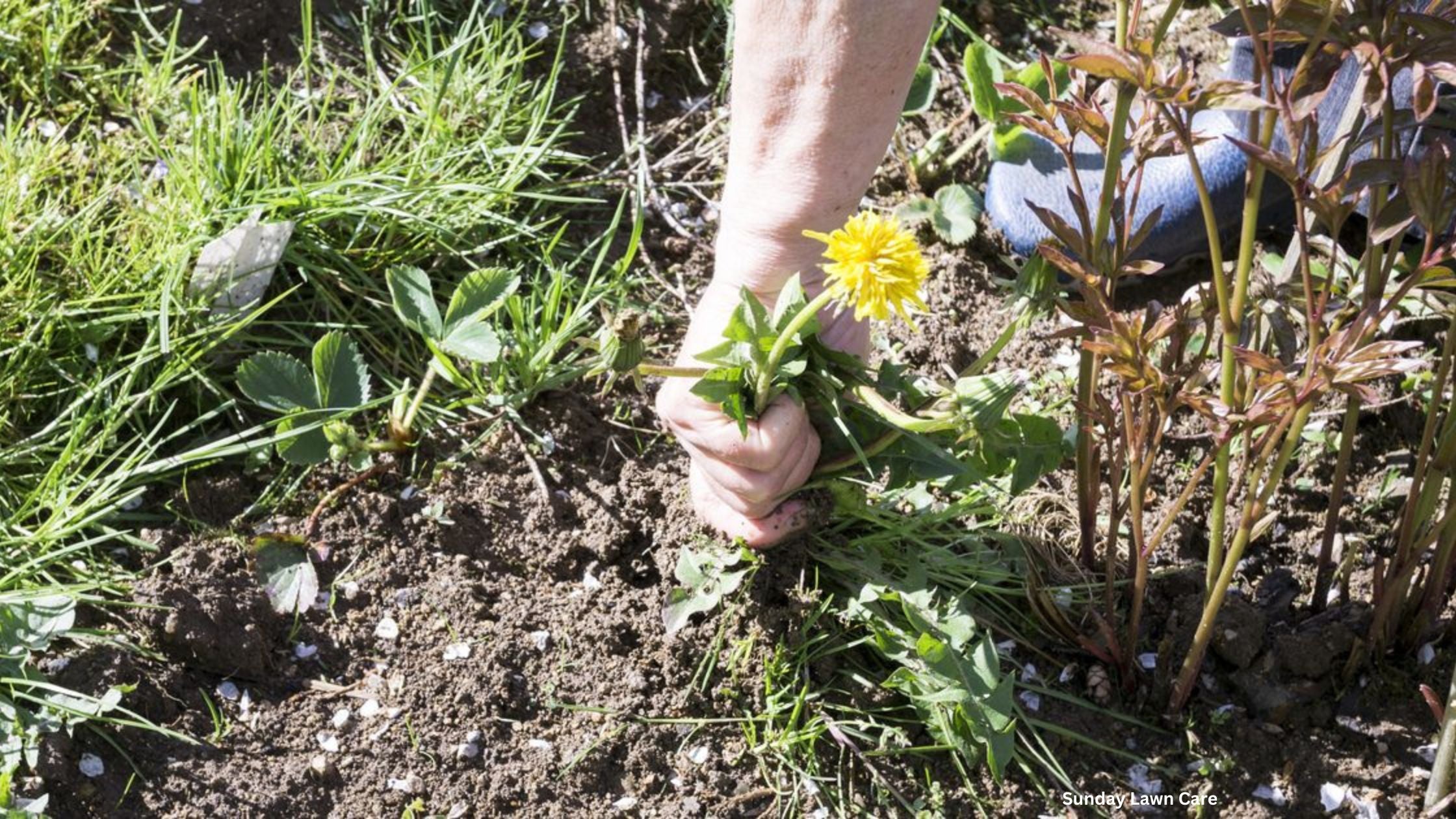 Pull weeds