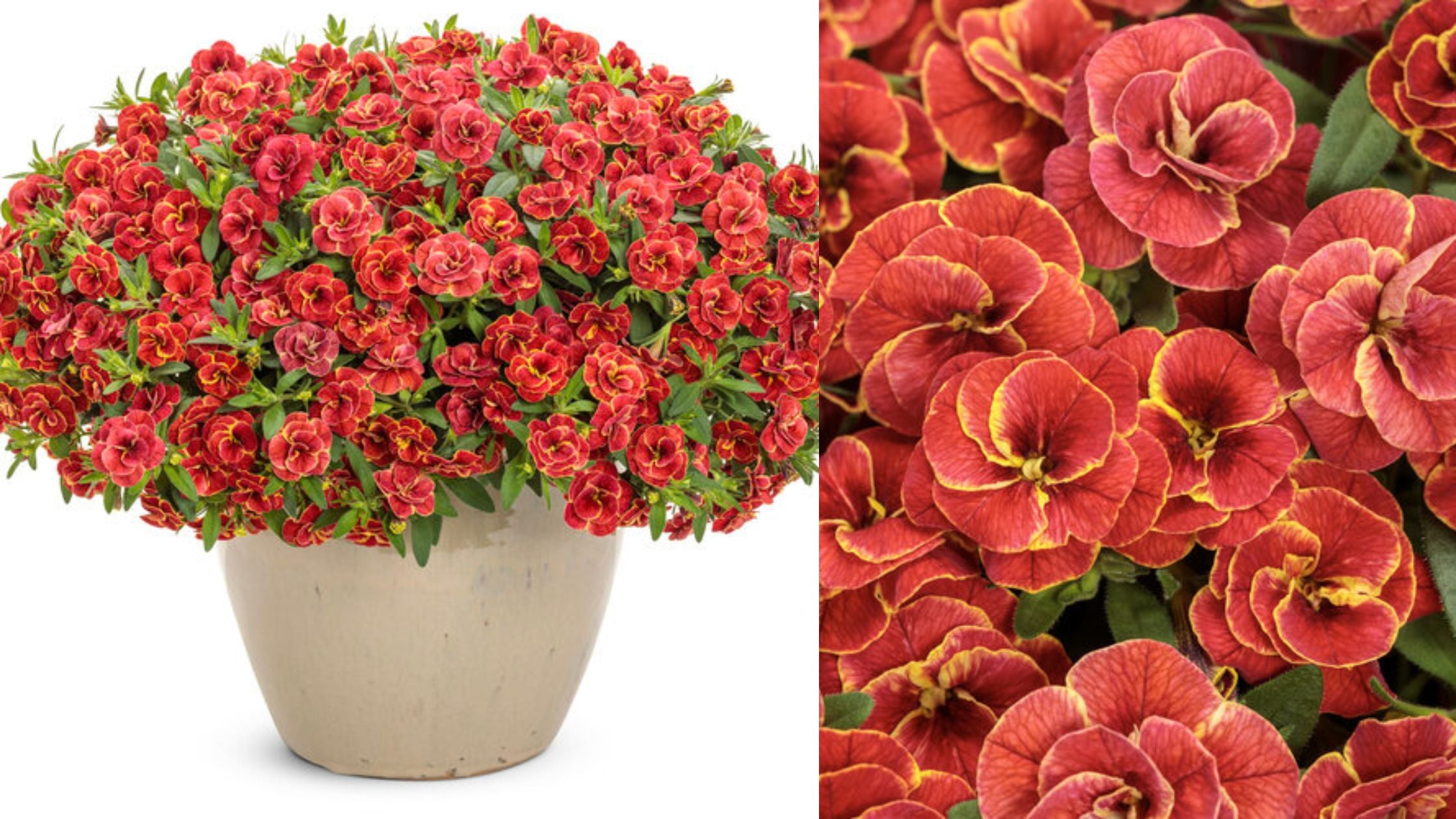 Superbells® Double Redstone™ Double Calibrachoa