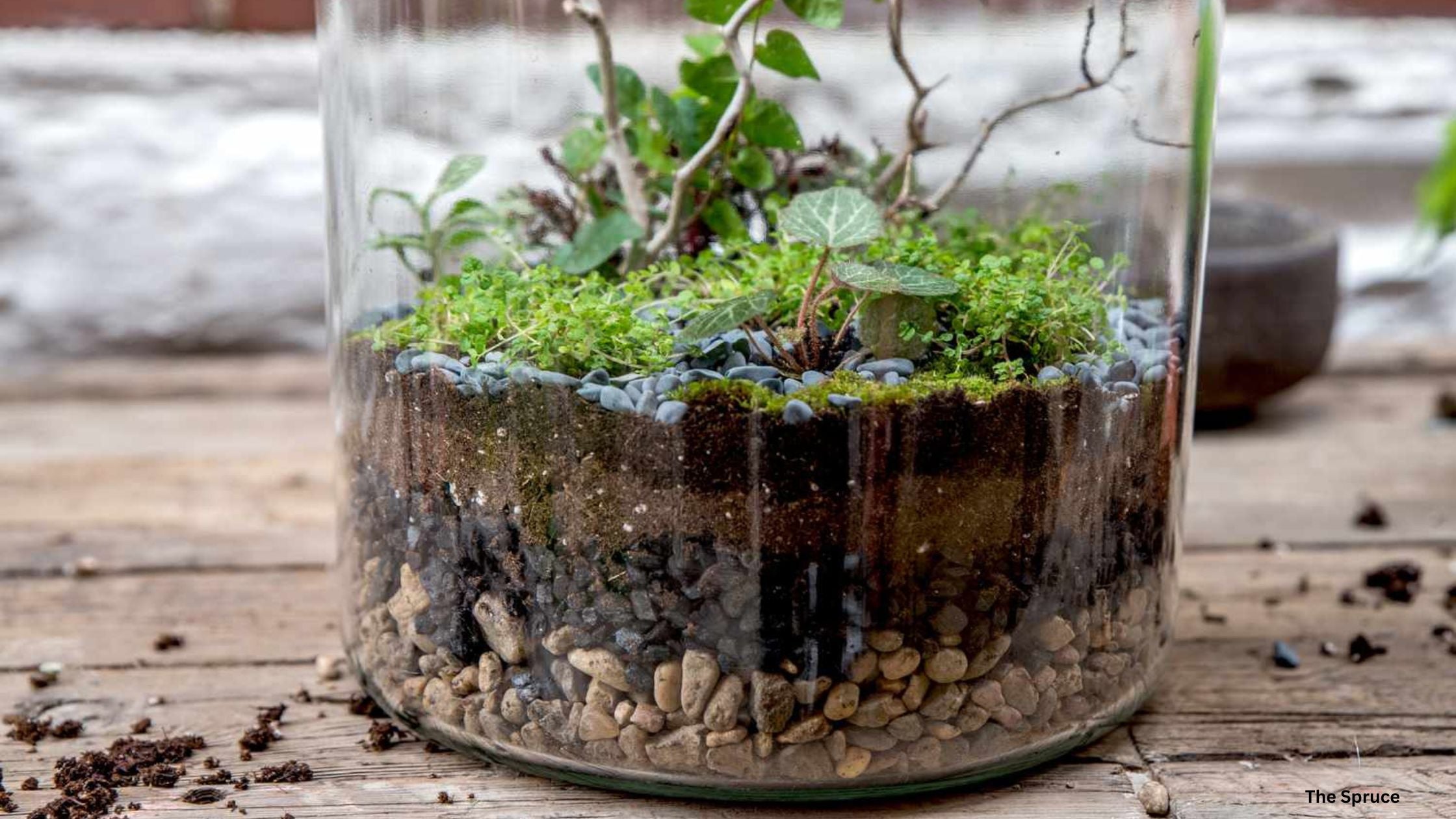 Terrarium Layers