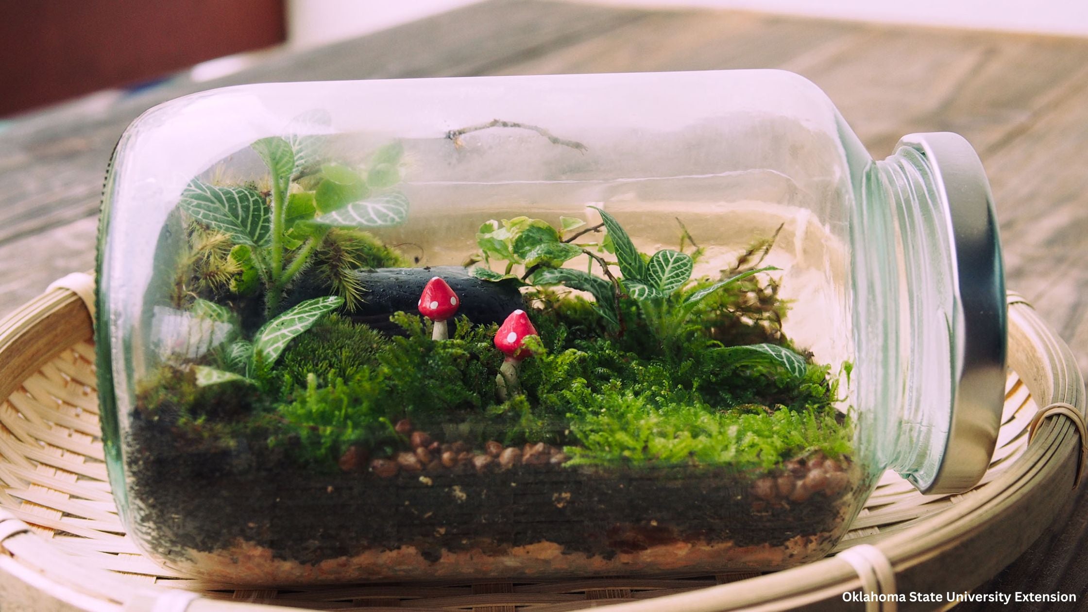 Terrarium