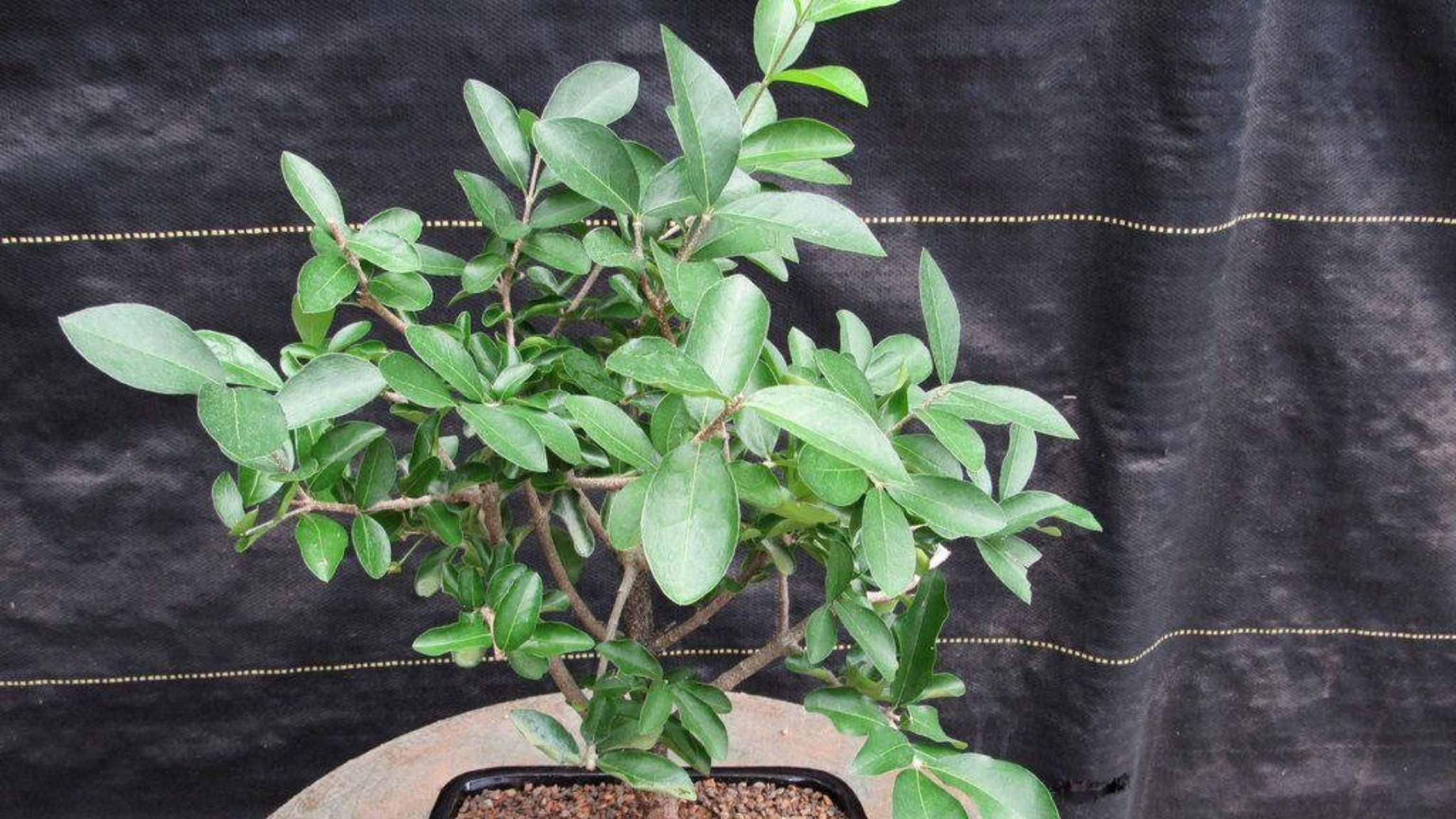 Barbados Cherry Bonsai