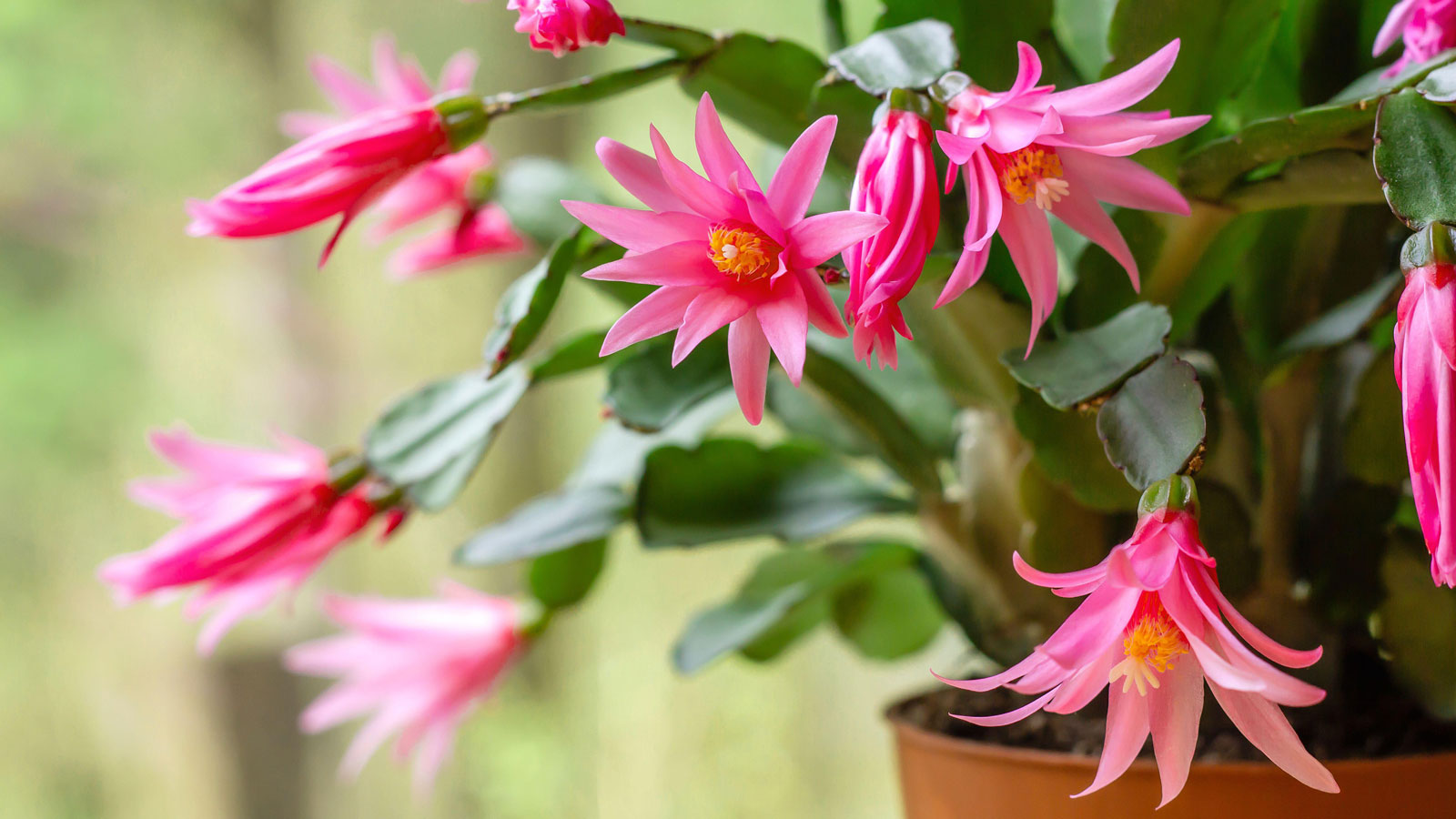 Easter Cactus