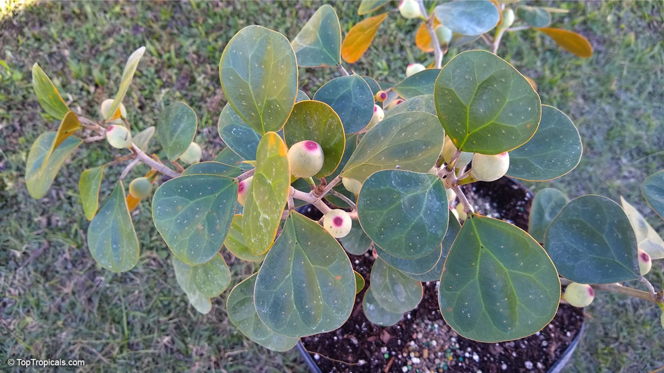 Mistletoe Fig