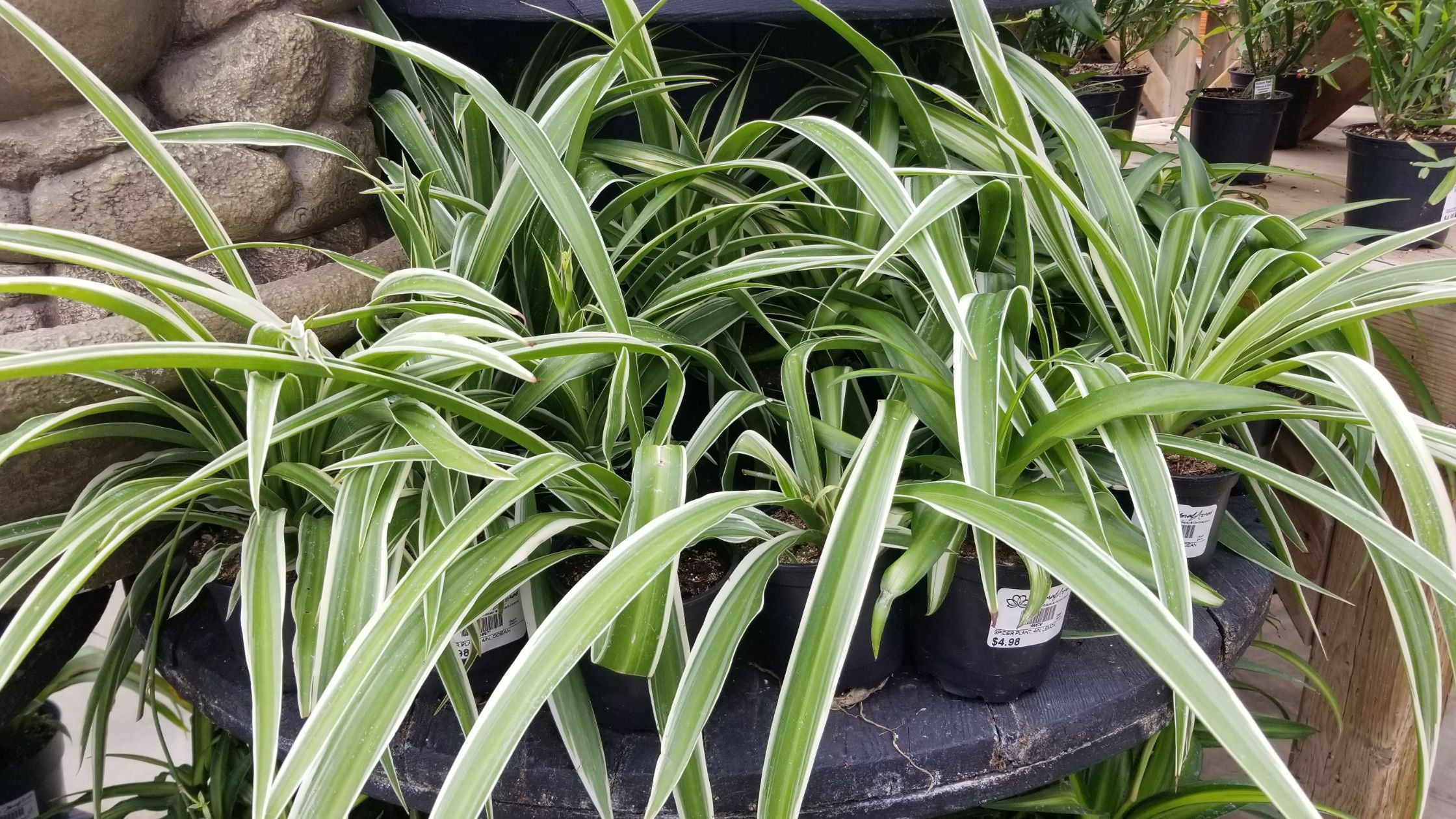 Spider Plants