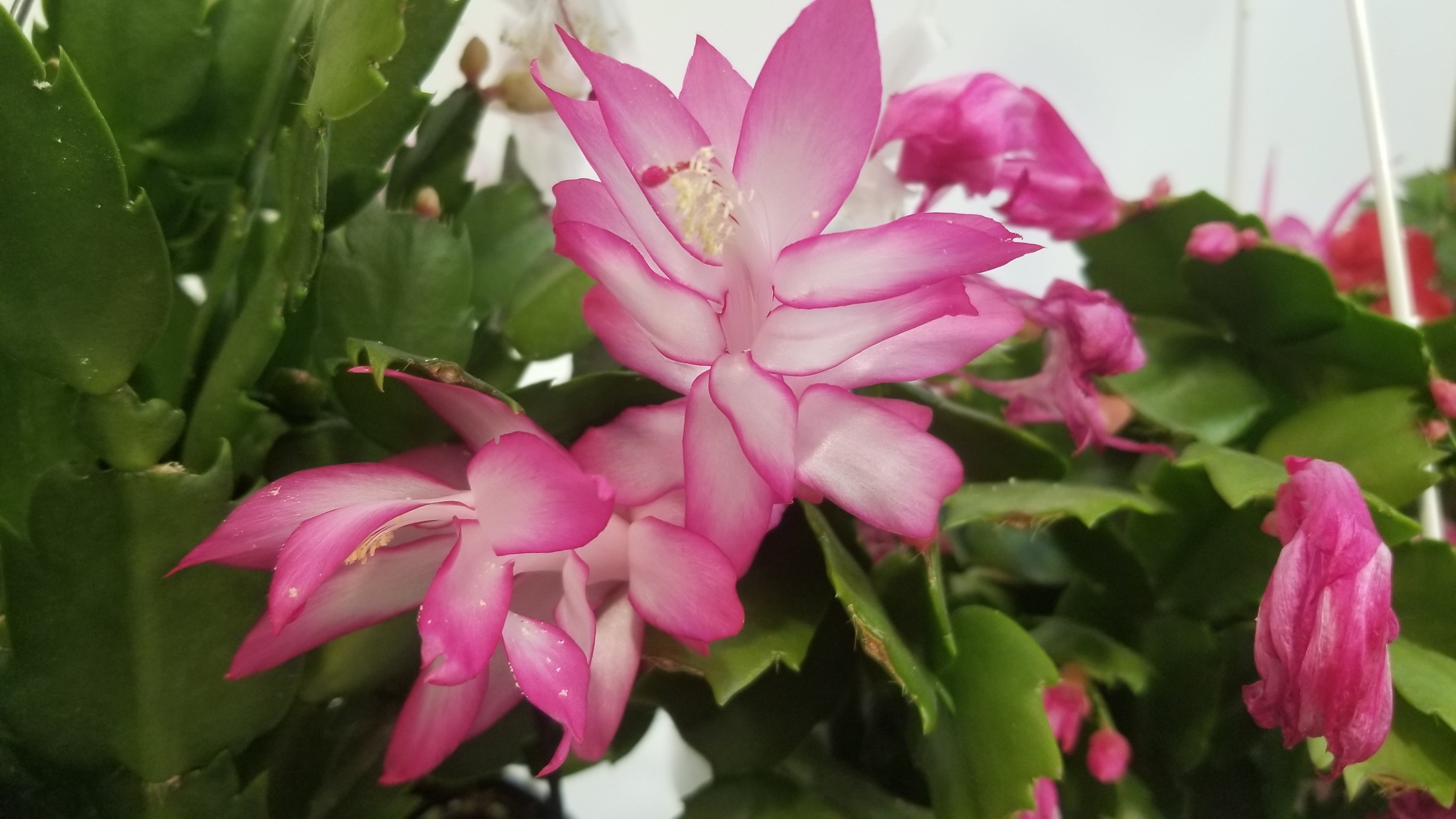 Thanksgiving Cactus