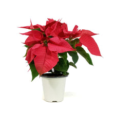 Load image into Gallery viewer, Poinsettia, 4.3in, Pink
