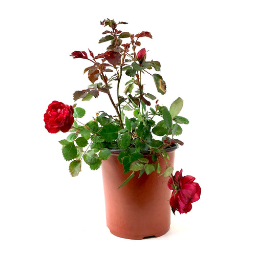 Rose, 1 gal, Canadian Shield™ - Floral Acres Greenhouse & Garden Centre