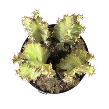 Load image into Gallery viewer, Cactus, 10in, African Golden Candelabra - Floral Acres Greenhouse &amp; Garden Centre
