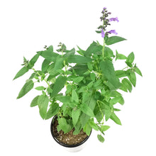 Load image into Gallery viewer, Nepeta, 1 gal, Purple Prelude
