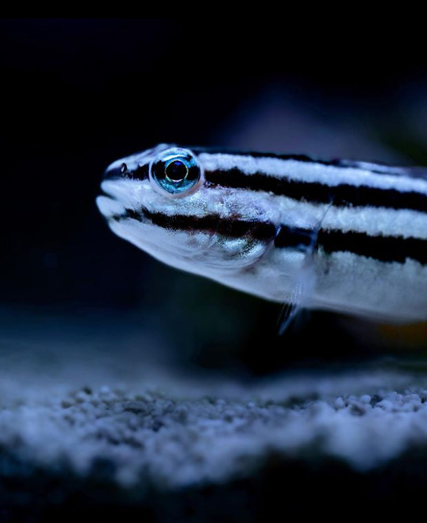 Algae-eating, Sand-sifting Gobies