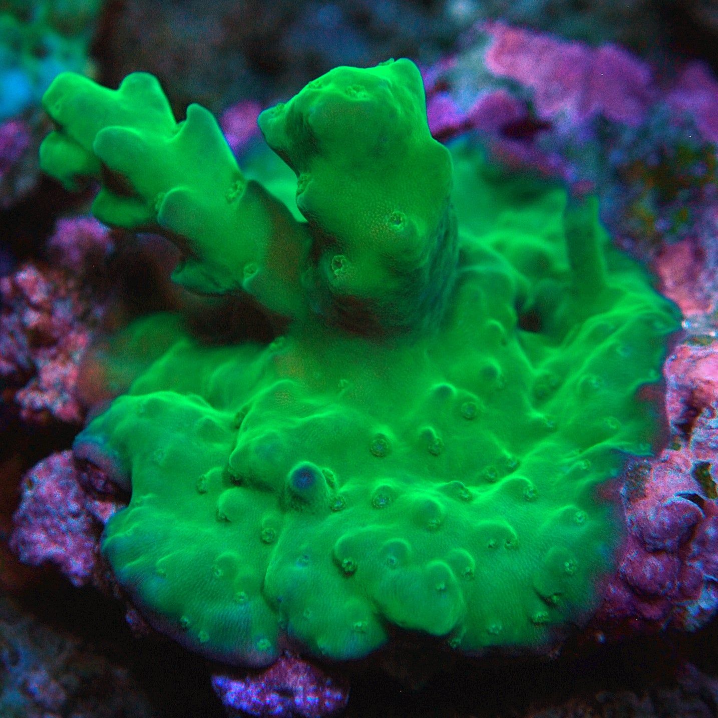 Green Smooth Skin Acropora