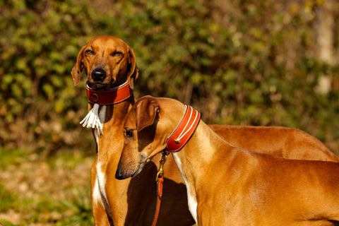 Colliers pour chien réalisés par La Rose des Cuirs en cuir Niagara