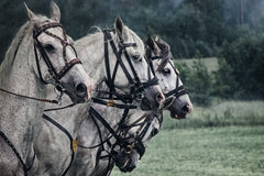 Harnachements de chevaux