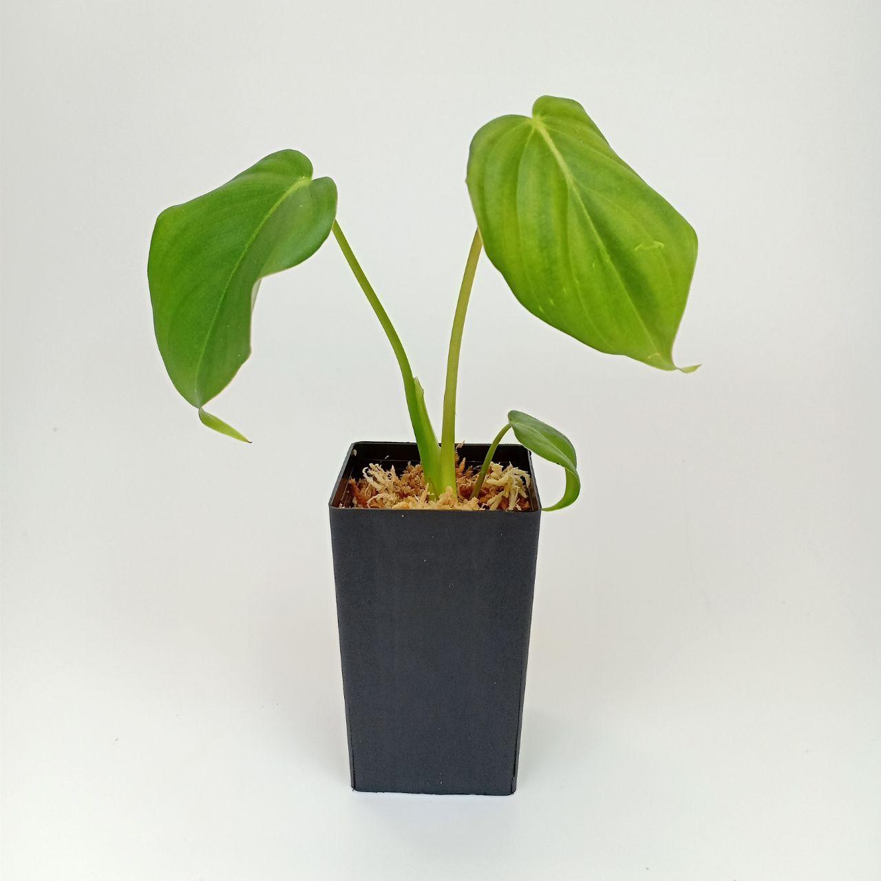 Philodendron Dean Mcdowell It Plantae