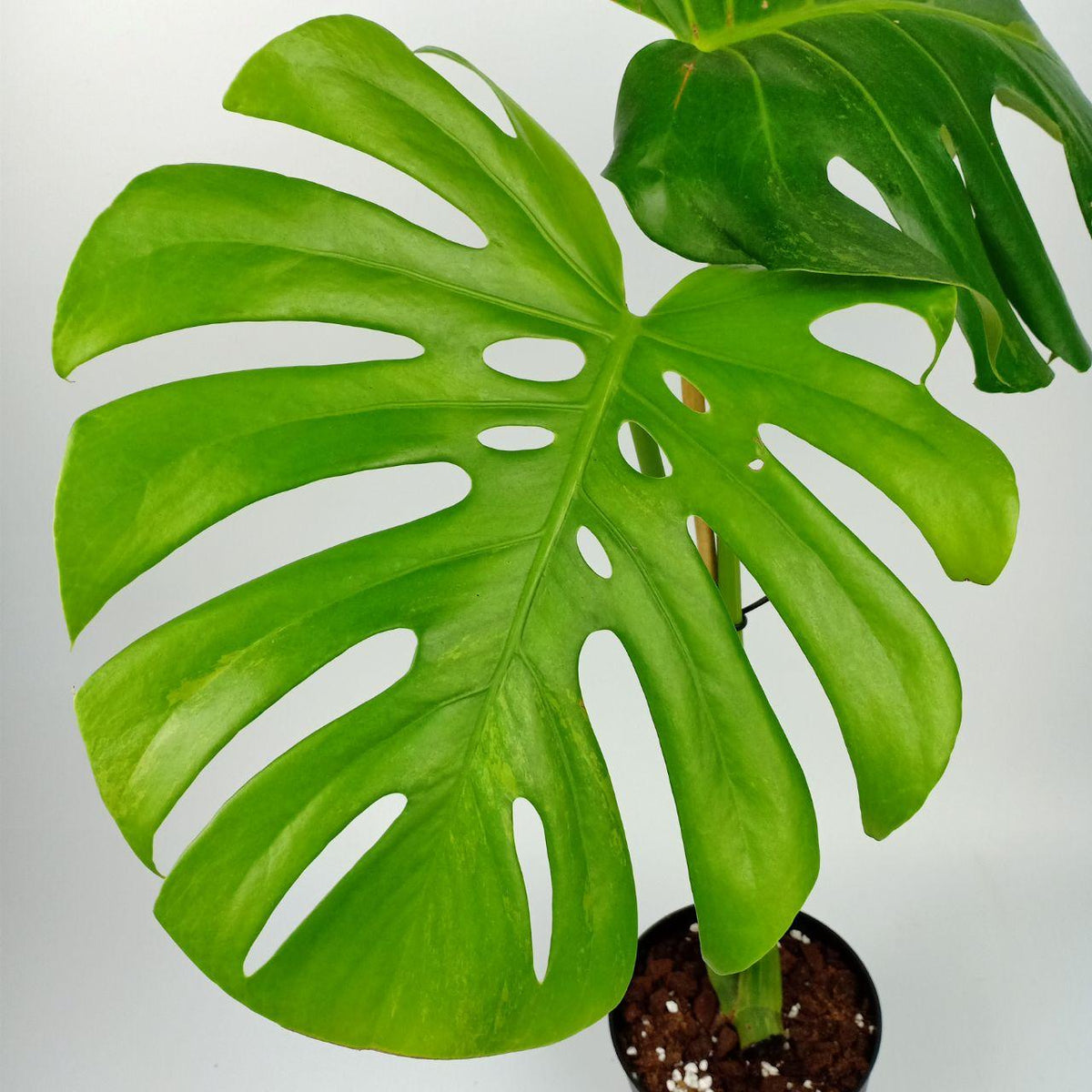 Monstera Deliciosa Variegata 'Sport Green' (Monstera Deliciosa Variega ...