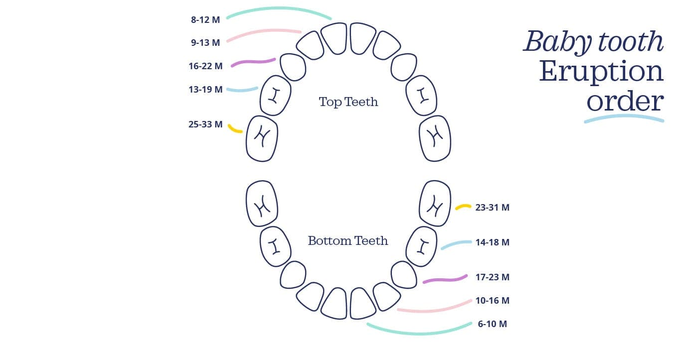 Baby tooth eruption order