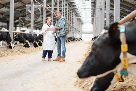 Feeding Cattle