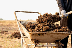 What to do with manure