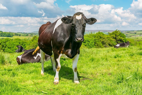 Cattle Flies Carry Disease