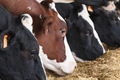 Manure Management Through Feed