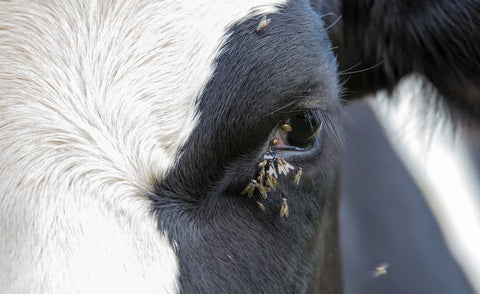 Dealing with Flies on Cattle