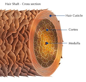 cross section of hair shaft