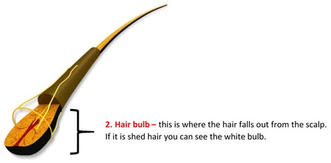 hair bulb