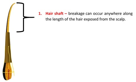 hair shaft