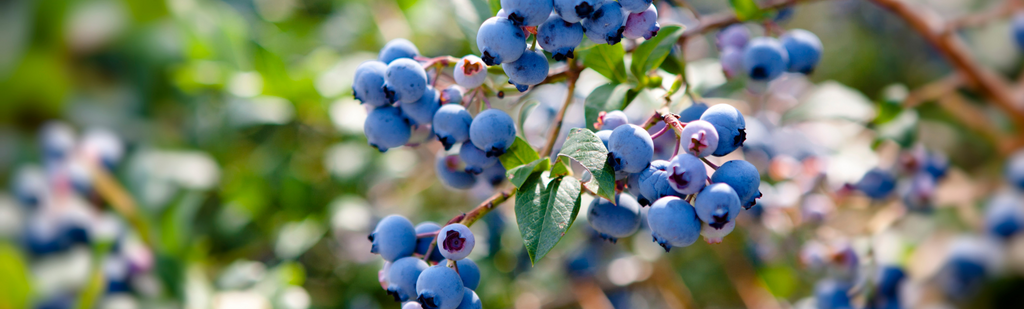 Immune builder - Blueberries