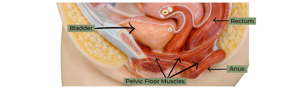 Pelvic floor muscles