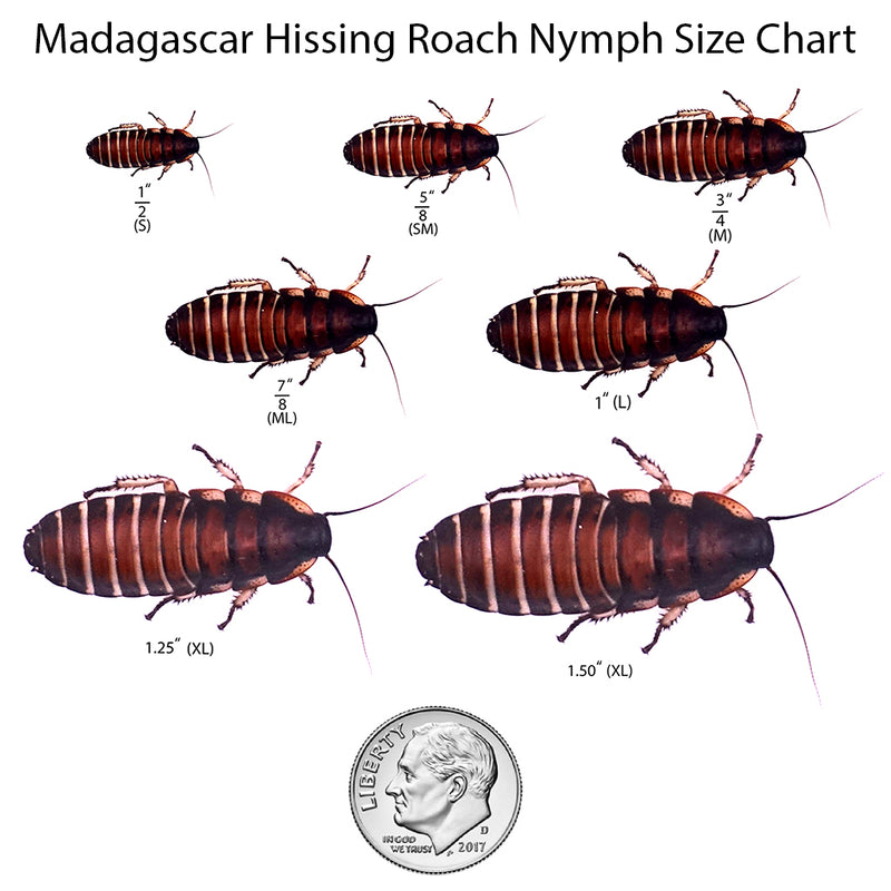 cockroach nymph