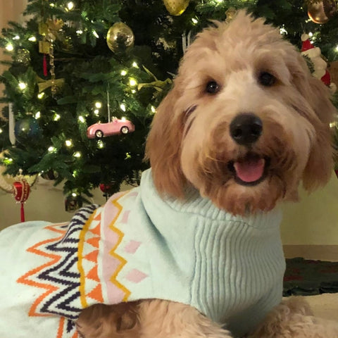 Dog in front of Christmas Tree