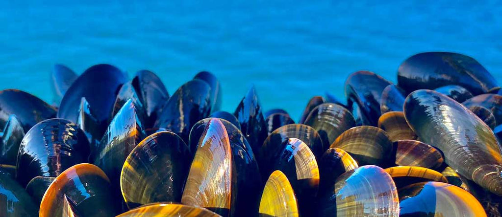 Mussels growing at sea