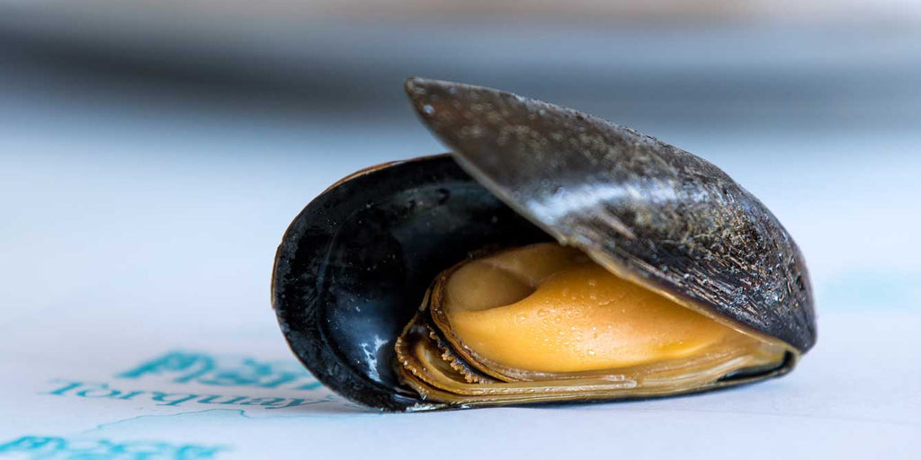 Single mussel on a Rockfish dining table