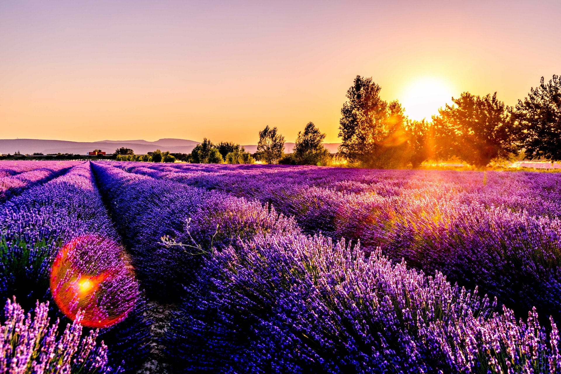 Lavender field in Provence, France