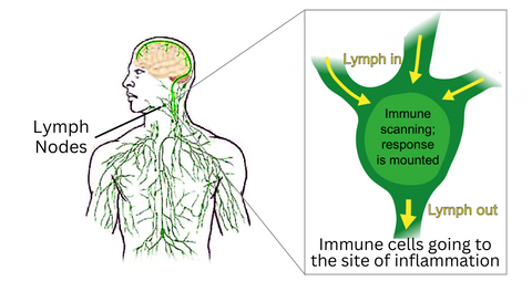 VITAURA™ Lymphatic Drainage Slimming Earrings