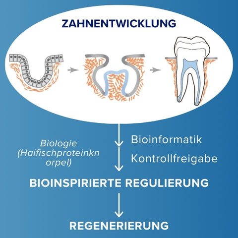 AEXZR™ Zahnnachwuchsstreifen aus Haifischknorpelprotein 