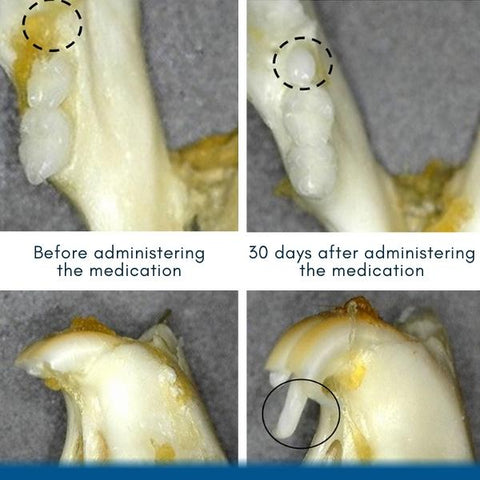 AEXZR™ Shark Cartilage Protein Dental Regrowth Drops