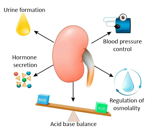 MediCare™ Kidney Boost Drops