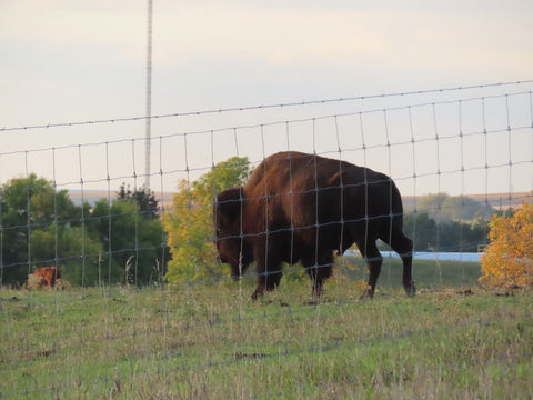 bison in a field behind and electric fence
