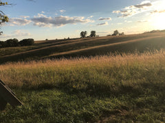 Iowa savannah grassland in evening light