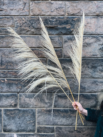 Pampas grass cortaderia wide plume