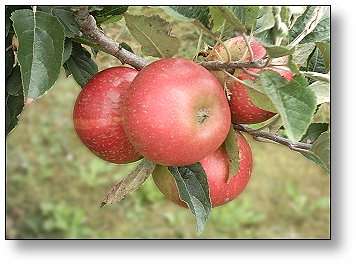 Apples from The Apple Farm, Cahir.
