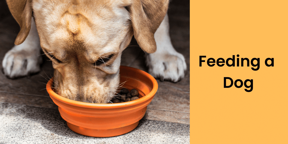 how much food does a dog need to survive