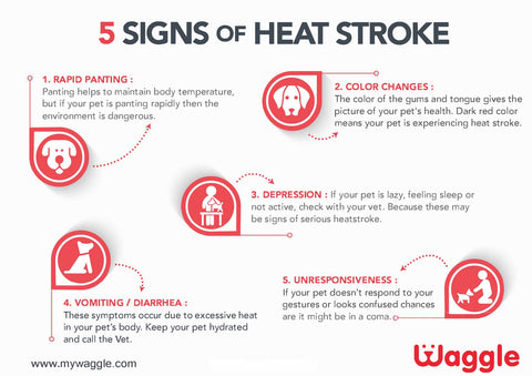 signs of heatstroke in dogs