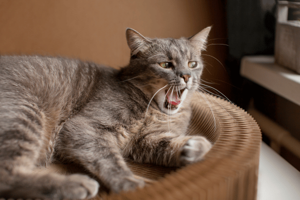 Cat Vocalization Changes