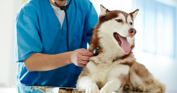 Dog vet checkup