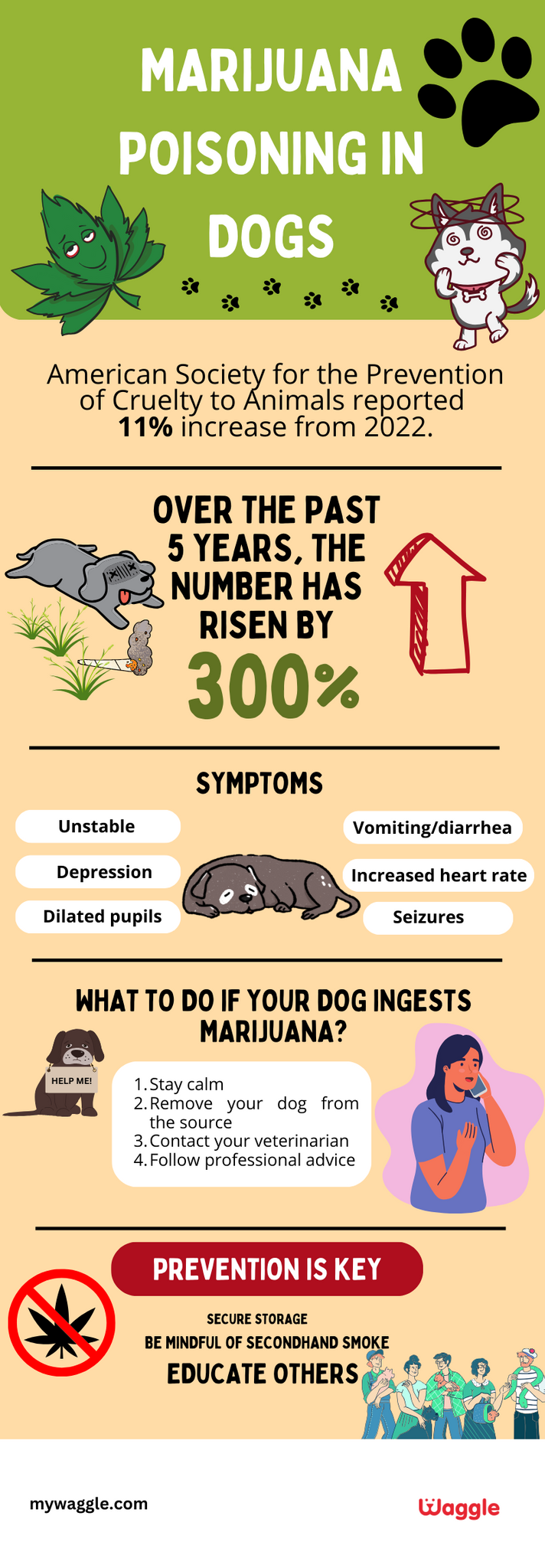 marijuana poisoning in dogs